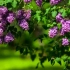 Patuljasti lilac